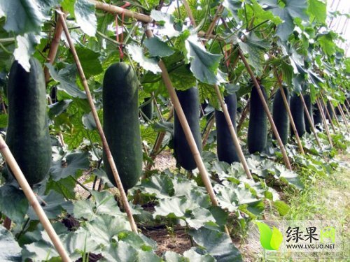 海南冬瓜最新价格行情分析