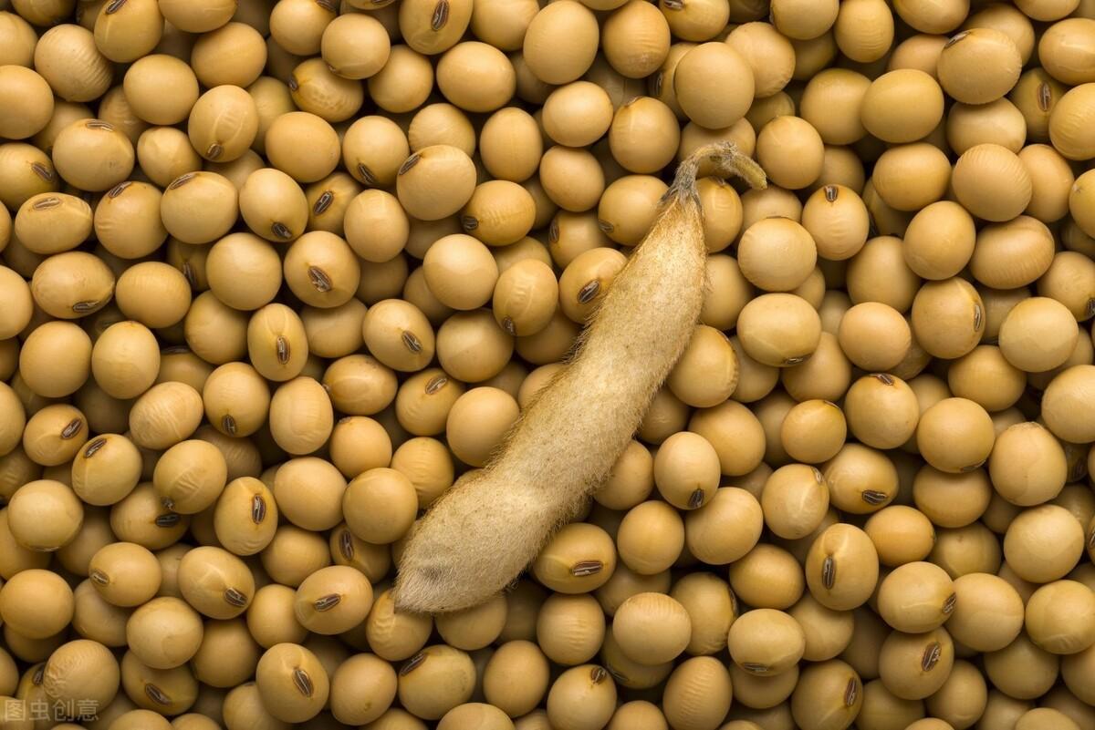 黄豆最新价格行情走势分析