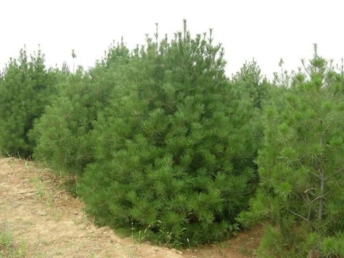 沙地柏最新求购信息